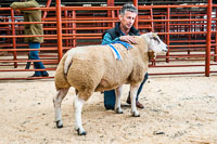 Longtown Ram Fair-06